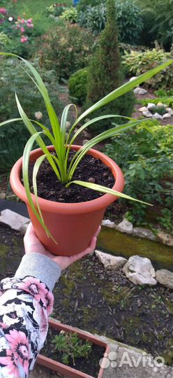 Древовидная пальма комнатная