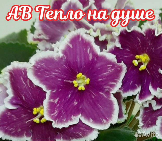 Стартеры и детки сортовые фиалки