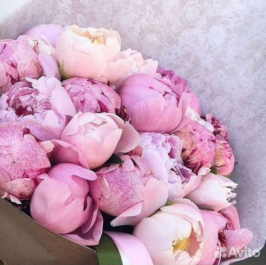 Пионы Букеты Цветы Доставка