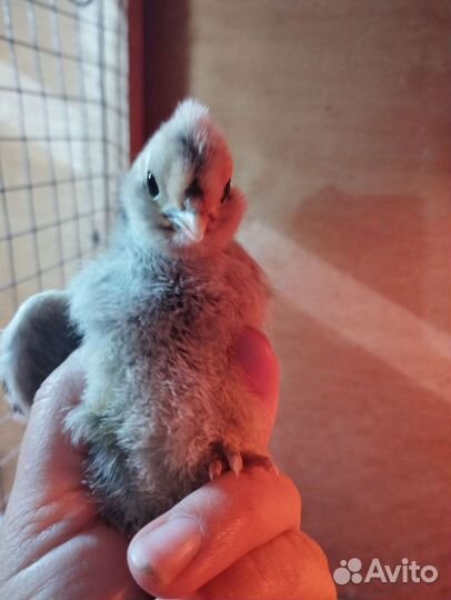 Цыплята, инкубационное яйцо павловских кур