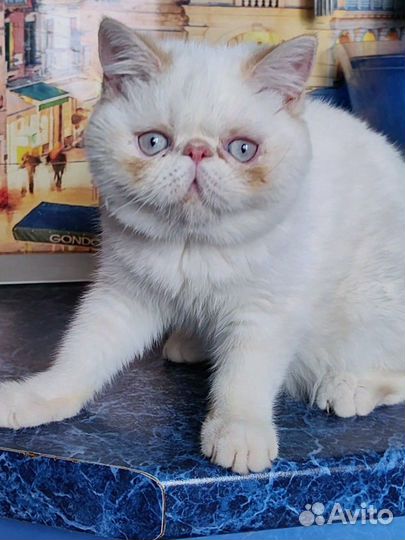 Экзотическая