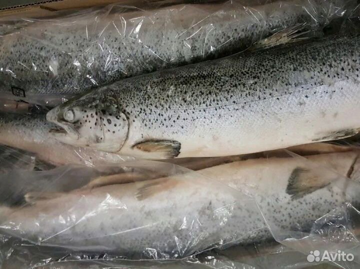 Семга атлантическая
