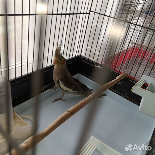 Попугай корелла птенец