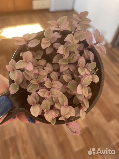 Коллизия розовая пантера