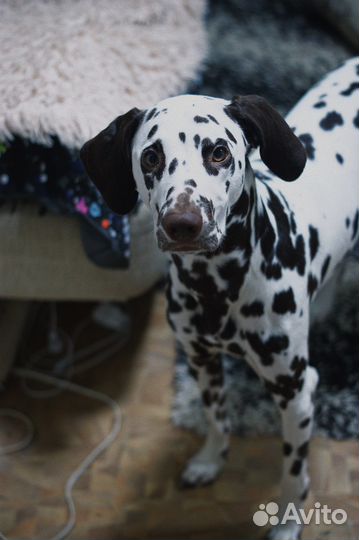 Далматин вязка