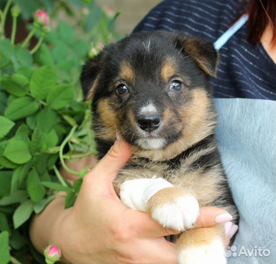 Щенок Барончик ищет хозяев