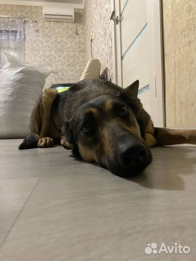 Я ищу свою семью