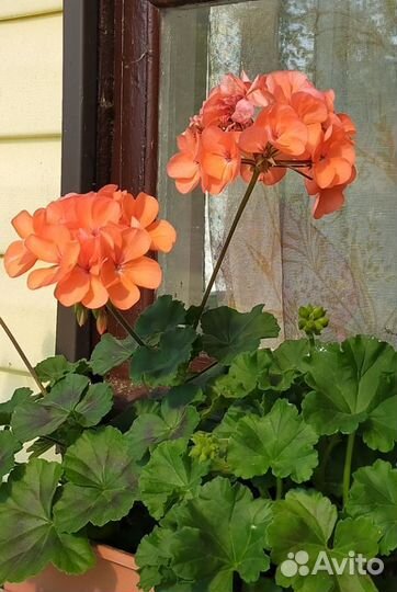 Пеларгонии зональные (черенки)