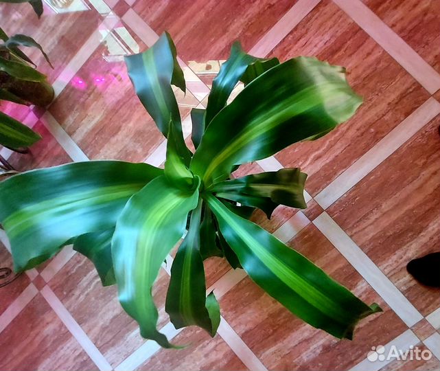 Драцена Массанжеана