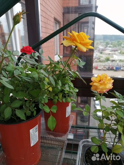 Роза Кардана