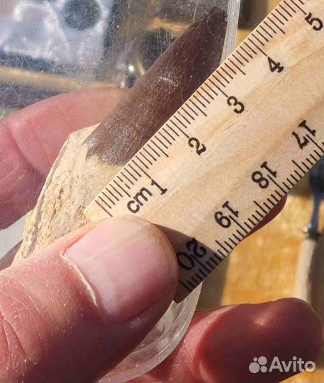 Зуб ископаемого динозавра, Мозазавра, коллекционны