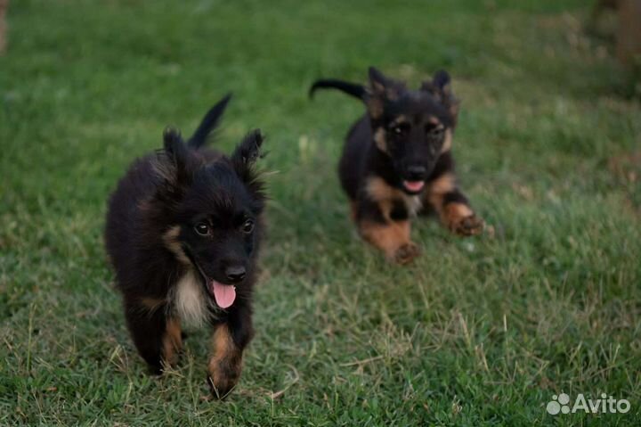 Собака в добрые руки отдам бесплатно