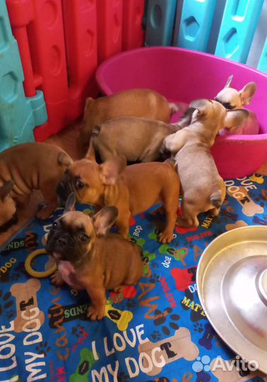 Яркие щенки Французский бульдог