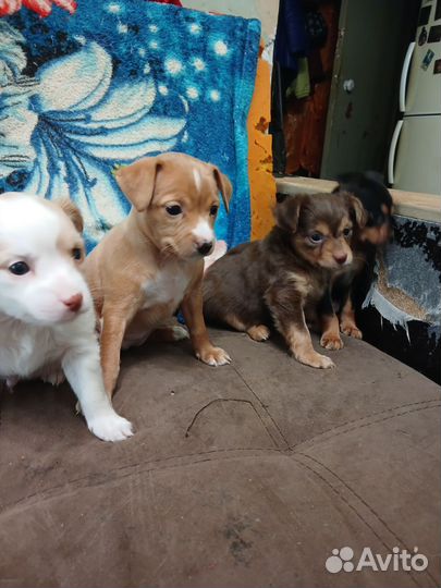 Маленькая собака