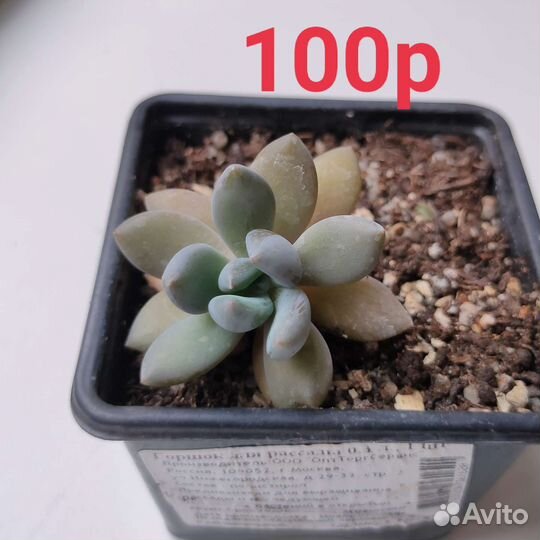 Суккуленты