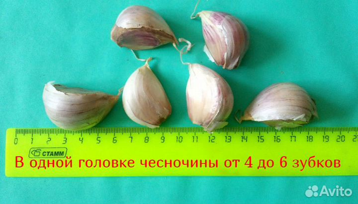 Чеснок озимый семенной для посадки