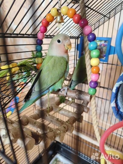 Птенцы Неразлучники домашнего разведения