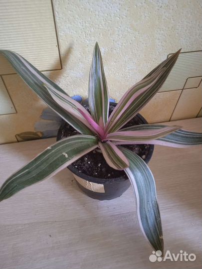 Традесканция рео