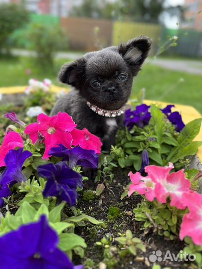 Щенки чихуахуа длинношерстные