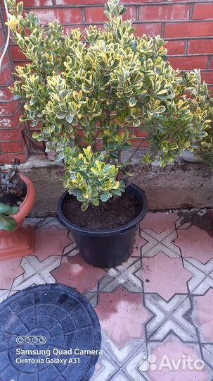 Бересклет японский