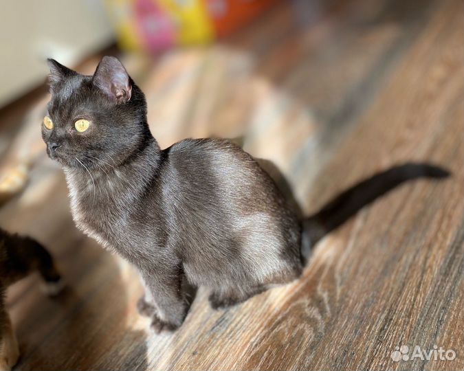 Аристократ Кот