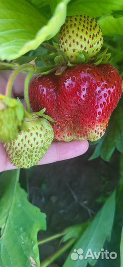 Рассада клубники Цунаки