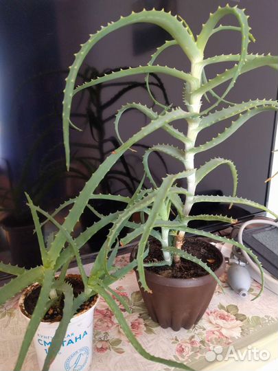 Кактусы и суккуленты, Алоэ, Золотой Ус