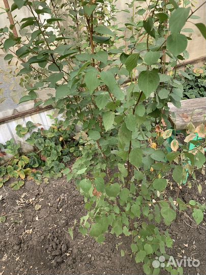 Инжир, нектарин и другие саженцы