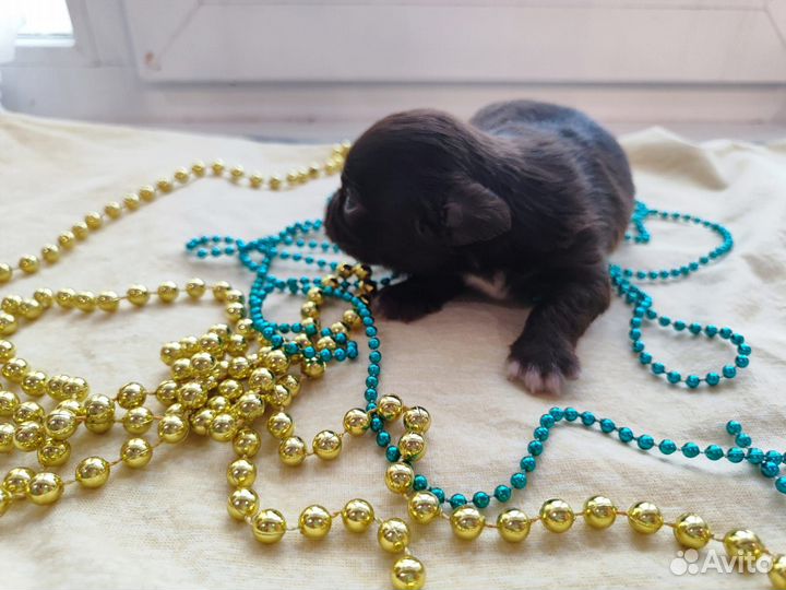 Собаки щенки маленькой породы