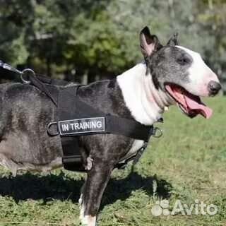 Дрессировка собак