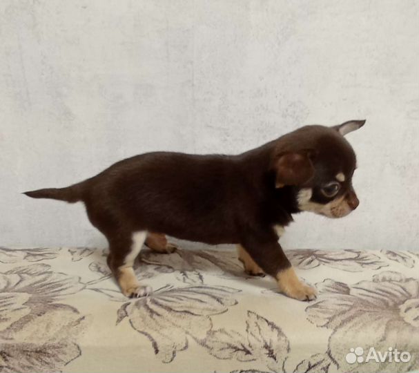 Чихуахуа мальчики и девочки