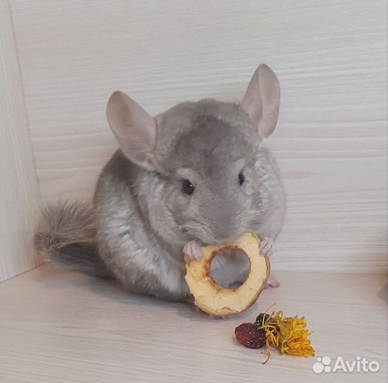 Шиншилленок мальчик гетеробежевый 2 мес