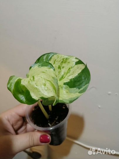 Сциндапсуы, эпипрениумы