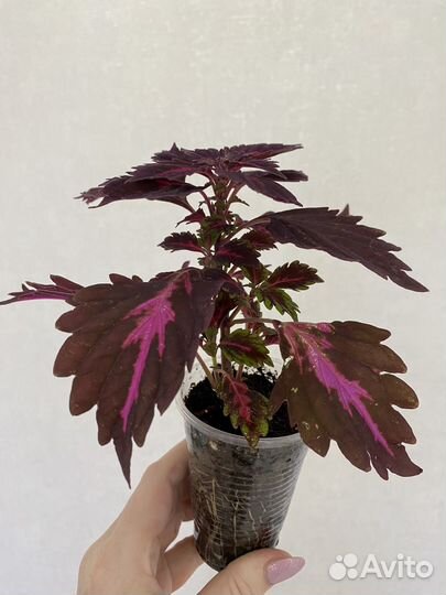 Цветы колеусы