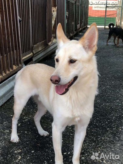 Спаси собаку из приюта