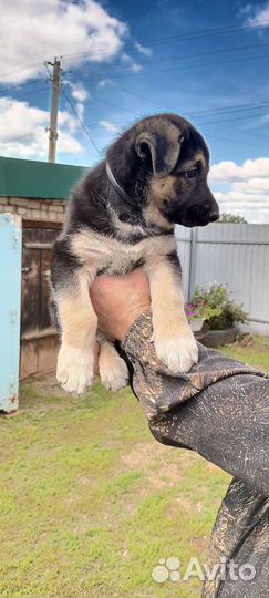 Продажа щенков вео(Восточно- Европейская овчарка)