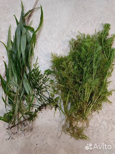 Аквариумные растения