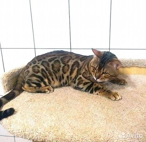 Бенгальский кот с правом разведения