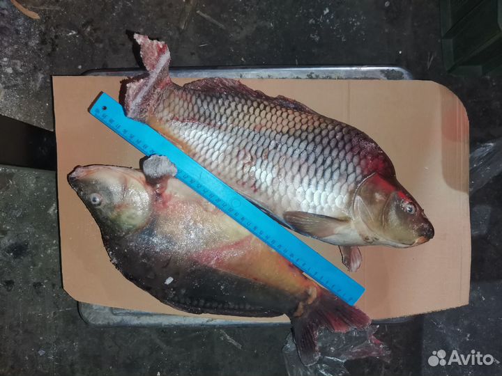 Опт речная рыба
