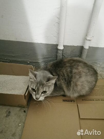 Найдена кошка