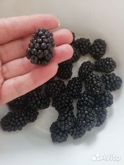 Ежевика саженцы Лох Тей зкс