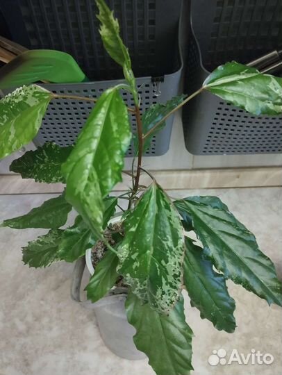 Комнатные цветы