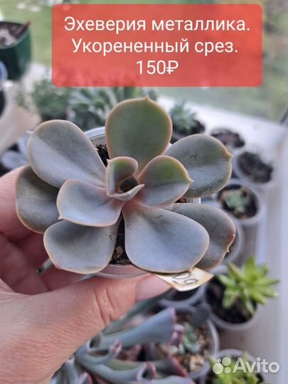 Суккуленты. Эхеверия