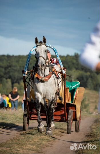 Катание на лошадках