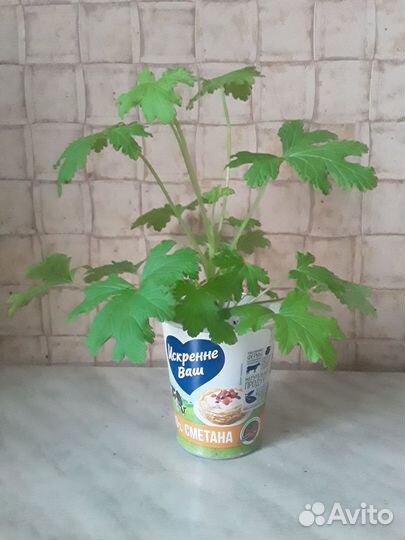 Герань душистая