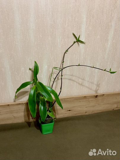 Растение комнатное Каллизия Душистая (Золотой ус)