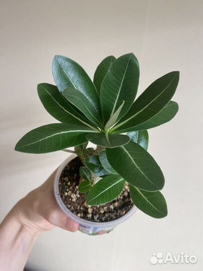 Адениум арабикум Годжи