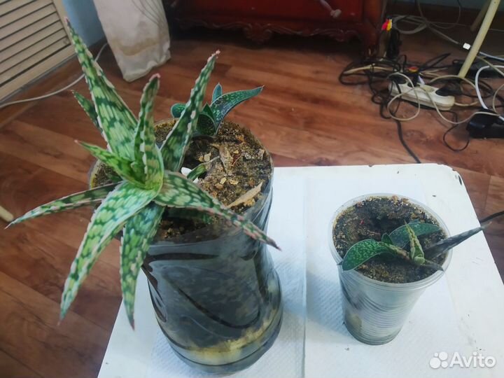 Алоэ Сноуфлейк рауха