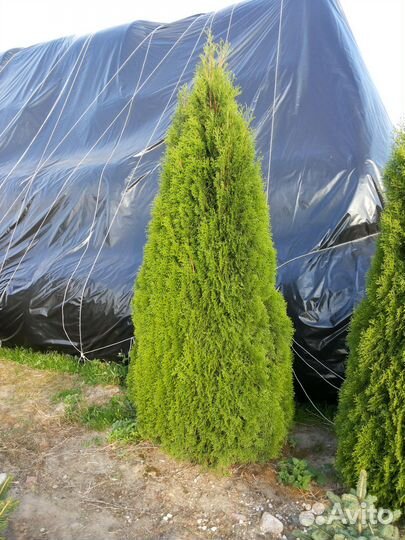 Туя смарагд