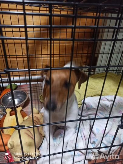 Собака джек рассел терьер девочка 2 года